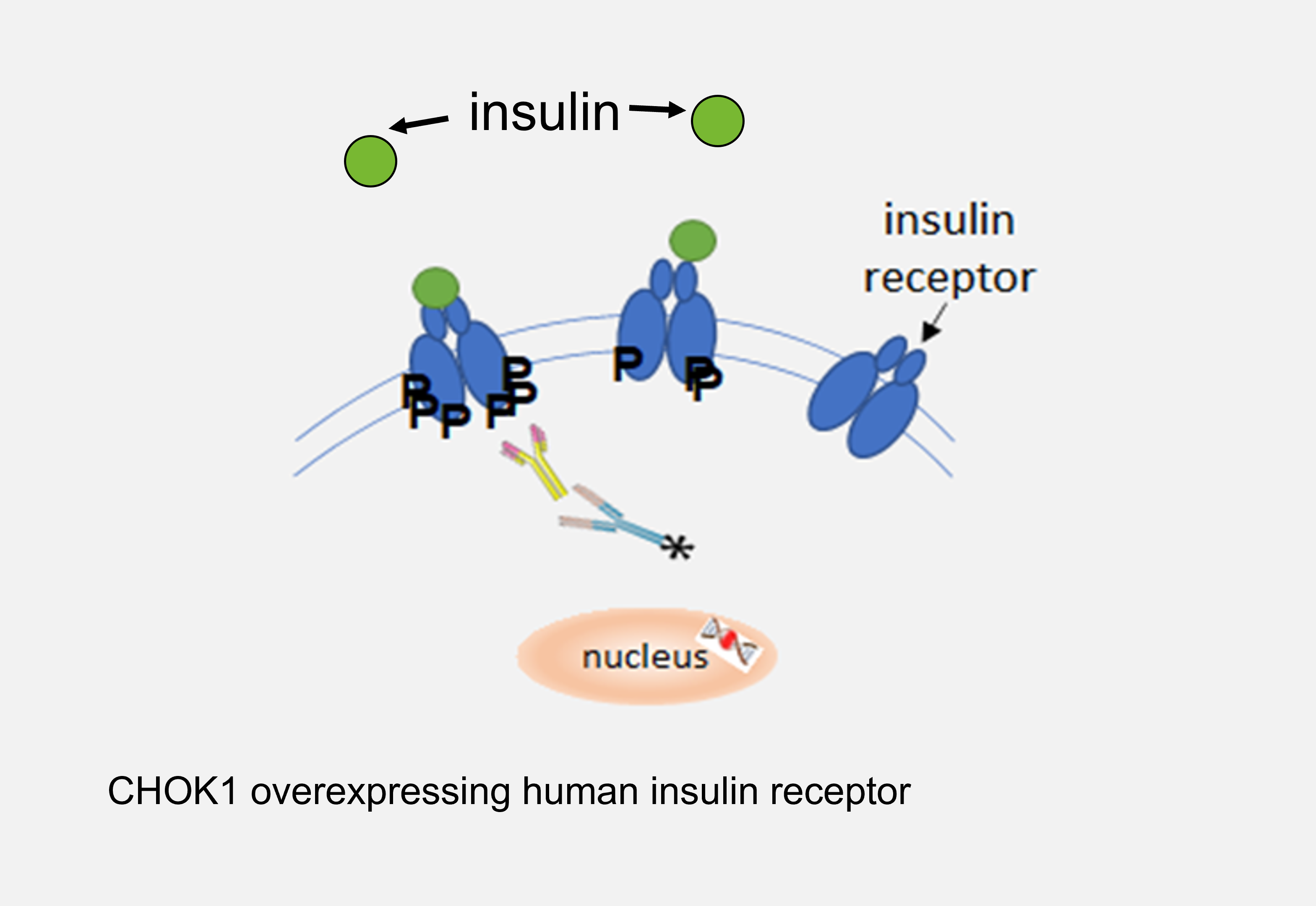 CHOK1 overexpressing human insulin receptor