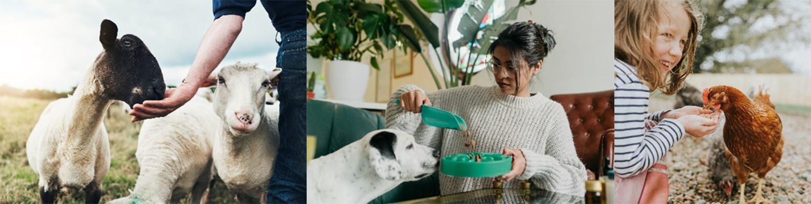 Un collage de fotos con una persona de pie cerca de ovejas esquiladas que comen hierba en un pasto, una persona dando de comer a un perro y una niña dando de comer a gallinas al aire libre.