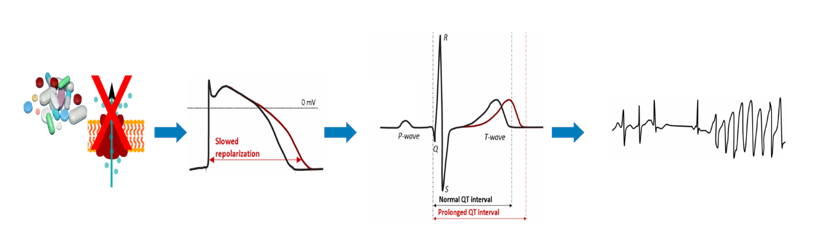 This shows as a prolonged QT interval in the electrocardiogram (ECG), which is associated with the potentially fatal and abnormal heart rhythm Torsade de Pointes.