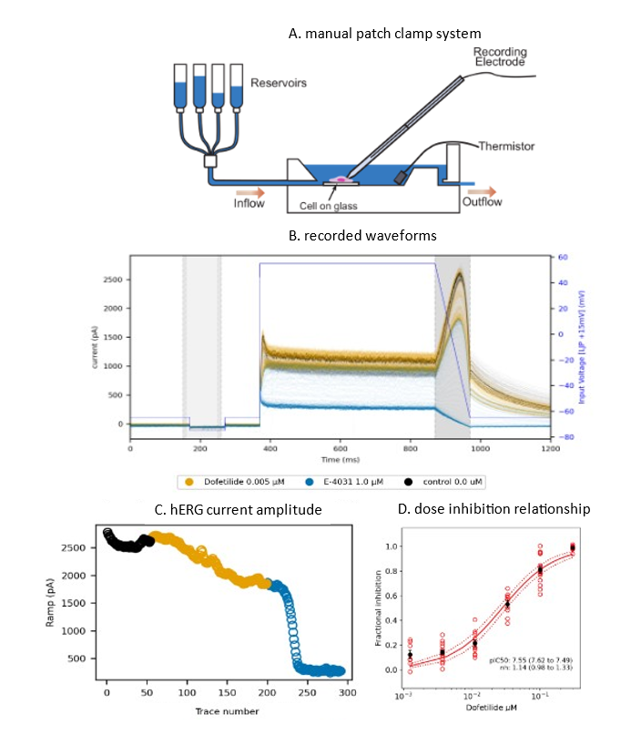 Schematic of a manual patch clamp system for hERG assays, showing current recordings, amplitude measurements, and dose-inhibition relationships.