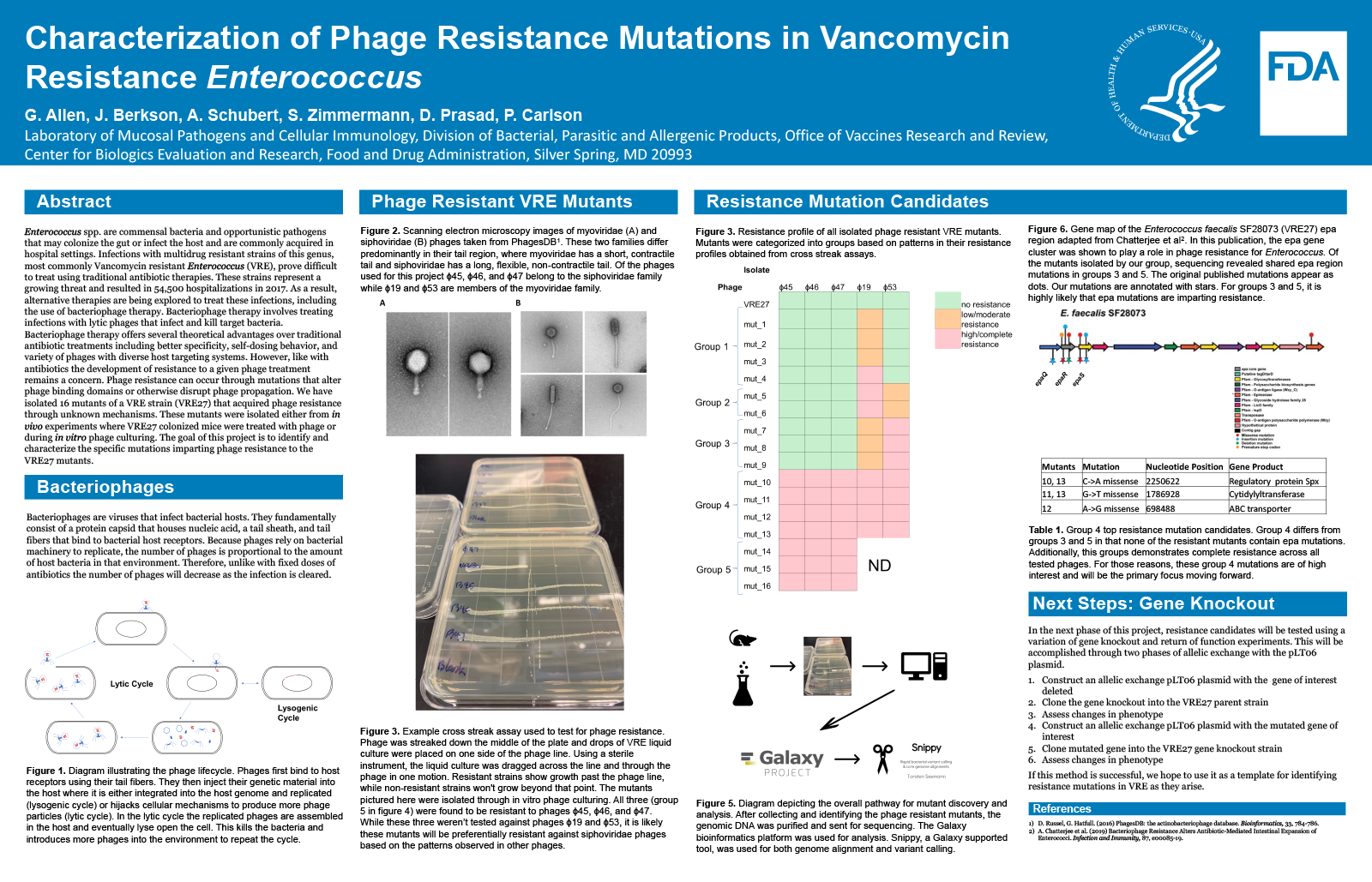 Poster: Characterizing Phage Resistance Mutations in Vancomycin Resistant Enterococcus