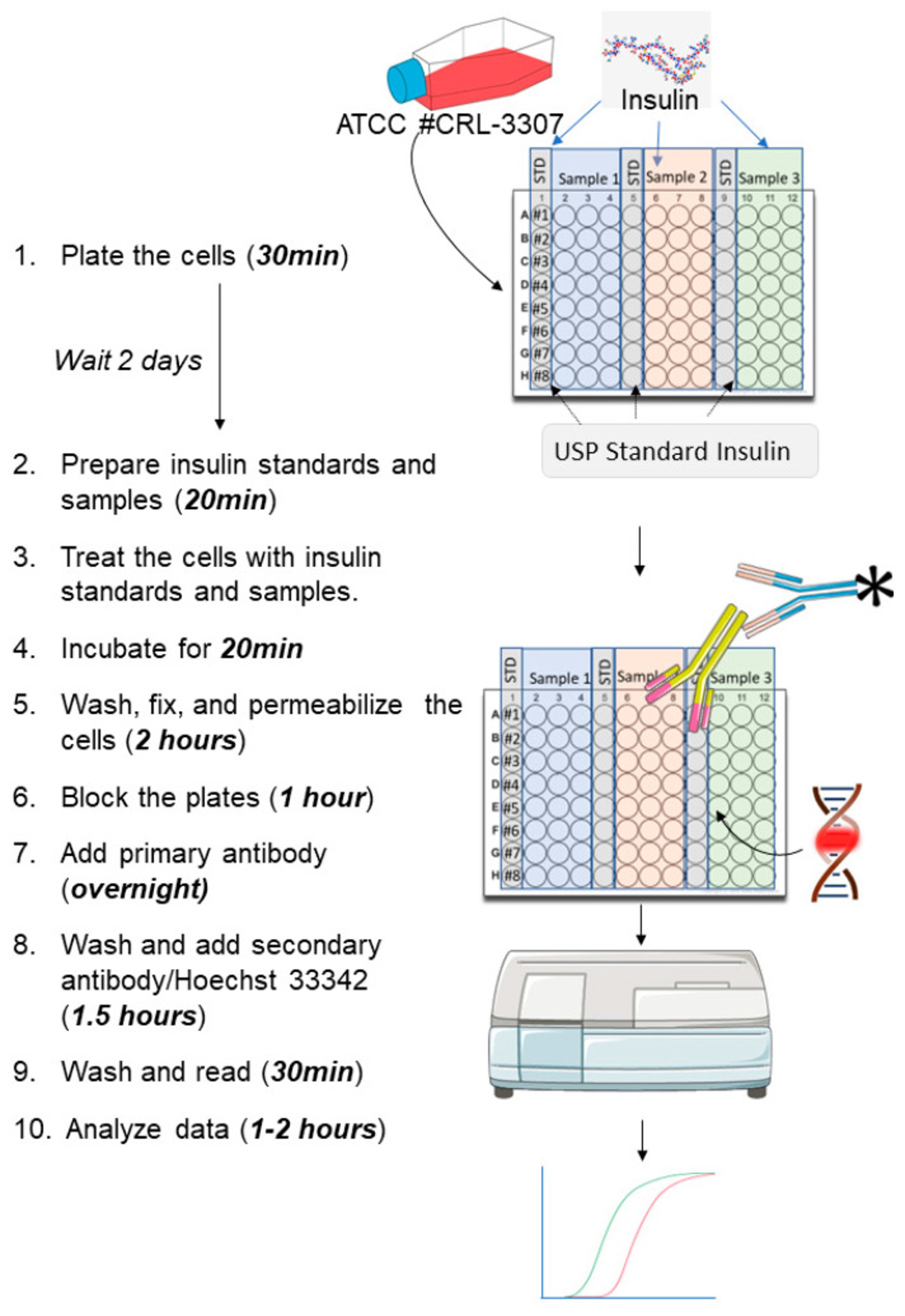 Infographic illustrating a step-by-step protocol for an in vitro cell-based assay to test insulin activity. Steps include plating ATCC #CRL-3307 cells, preparing and treating cells with insulin standards and samples, incubation, washing, fixation, permeabilization, blocking, antibody application, secondary antibody and Hoechst 33342 staining, and final analysis including washing, reading, and data analysis. Duration for each step is specified, from 30 minutes up to overnight processes.