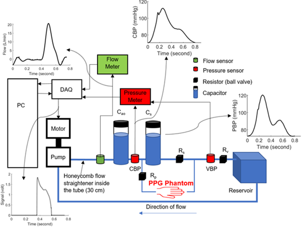 Mock circulation loop (MCL) integrated with a PPG phantom. CBP: Central blood pressure; PBP: Peripheral (radial) blood pressure; VBP: Venous blood pressure; Rs: Systemic resistance; Rp: peripheral radial resistance; Rv Venous resistance; Cao: aortic compliance; Cs: Arterial compliance.