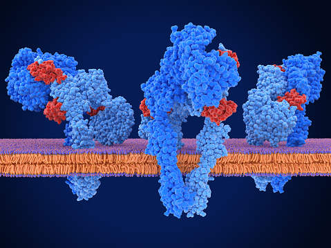 Insulin Receptor Image