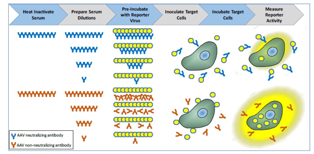 Diagram illustrating the chemical processes of the test