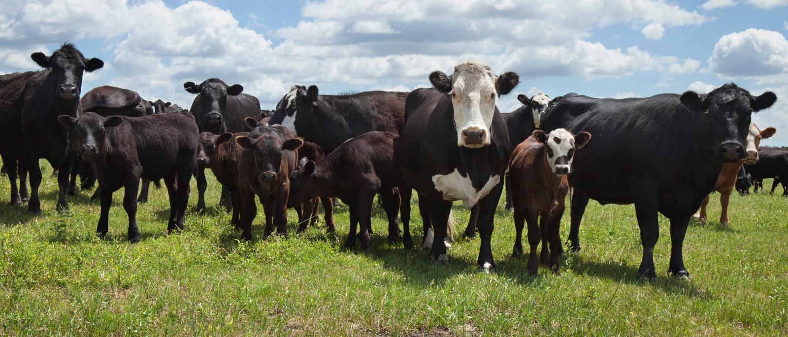 Cows standing in a field