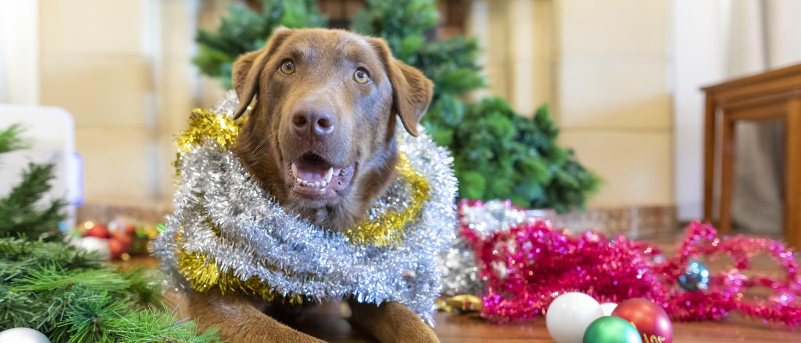 Tips for a Healthy Holiday for Pets