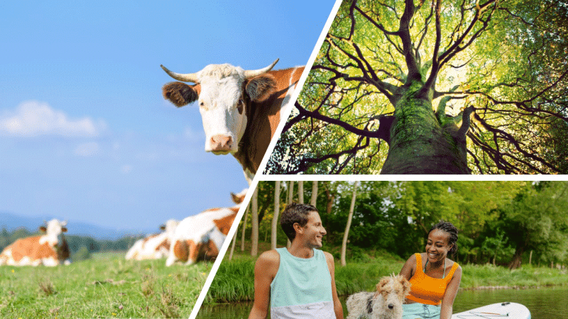 Cattle, a tree, and a couple with a dog on a paddleboard