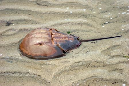 Horseshoe Crab image