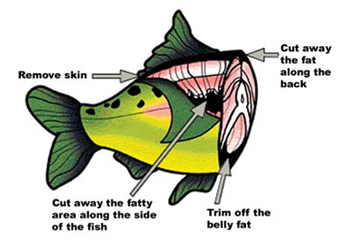 Dietary advice pregnancy: eat fish two times a week - Your everyday fish