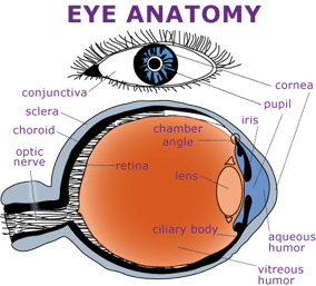 eye anatomy conjunctiva sclera