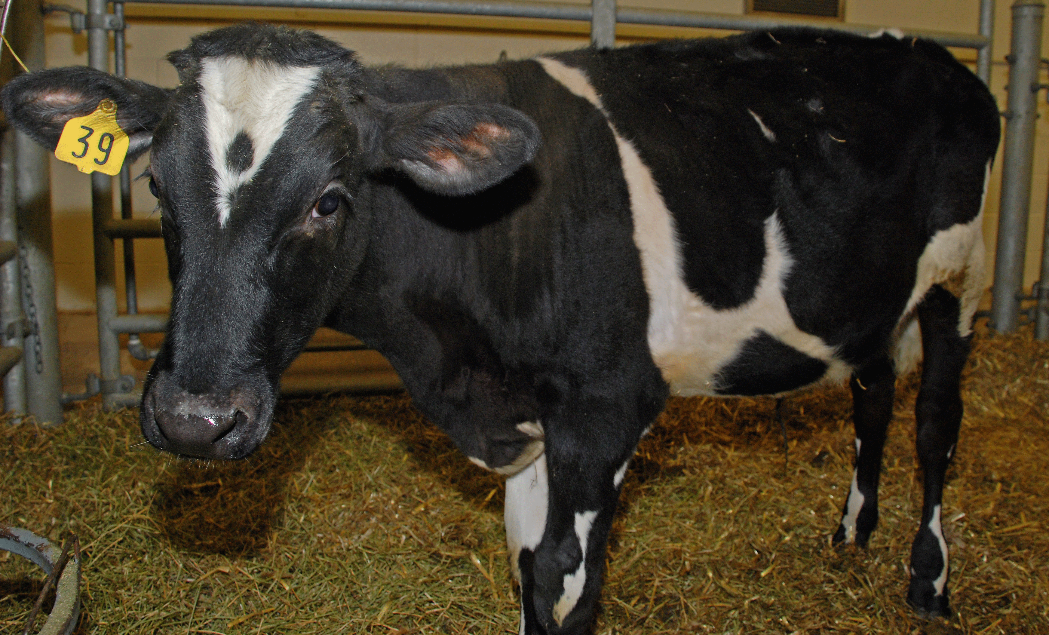 All About Bse Mad Cow Disease Fda